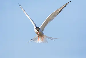 Mediterranean Wildlife Images Imprime: Common Tern, Sterna hirundo