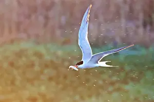 Sterna Hirundo Images Imprime: Common Tern, Sterna hirundo
