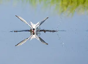 Mediterranean Wildlife Photos Imprime: Common Tern, Sterna hirundo