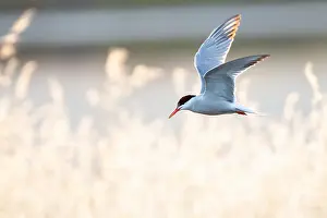 Mediterranean Wildlife Photos Imprime: Common Tern, Sterna hirundo