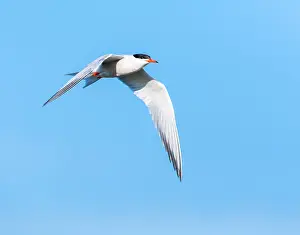 Mediterranean Wildlife Photos Imprime: Common Tern, Sterna hirundo