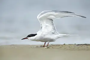 Texas Wildlife Imprime: Common Tern, Sterna hirundo