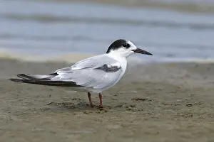 Texas Wildlife Images Imprime: Common Tern, Sterna hirundo