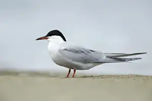 Sterna Hirundo Images Imprime: Common Tern, Sterna hirundo