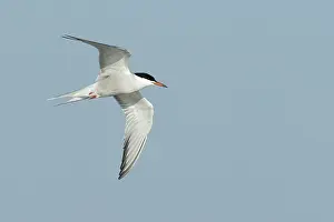 Wild Animals In Flight Imprime: Common Tern, Sterna hirundo
