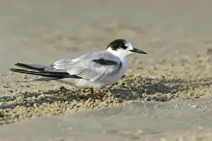 Texas Wildlife Photos Imprime: Common Tern, Sterna hirundo