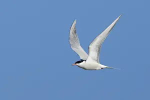 Adult Terns In Flight Imprime: Common Tern, Sterna hirundo