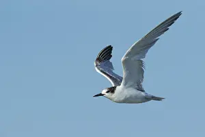 Flying Birds Imprime: Common Tern, Sterna hirundo