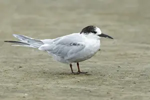 Texas Wildlife Imprime: Common Tern, Sterna hirundo