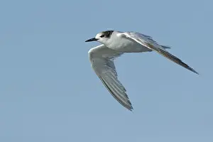 Flying Birds Imprime: Common Tern, Sterna hirundo