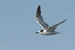 Flying Birds Imprime: Common Tern, Sterna hirundo