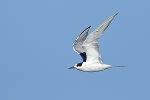 Flying Birds Imprime: Common Tern, Sterna hirundo