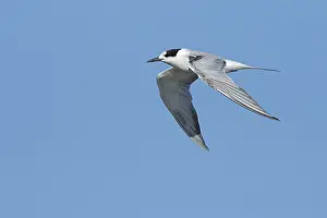 Flying Birds Imprime: Common Tern, Sterna hirundo
