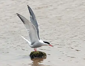 European Bird Life Imprime: Common Tern, Sterna hirundo