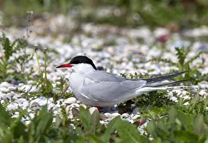 European Bird Life Imprime: Common Tern, Sterna hirundo
