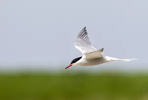 Sterna Hirundo Imprime: Common Tern, Sterna hirundo