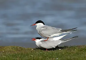 Sterna Hirundo Imprime: Common Tern, Sterna hirundo