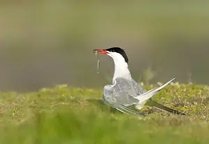 Sterna Hirundo Imprime: Common Tern, Sterna hirundo