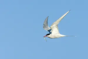Common Tern Imprime: Common Tern, Sterna hirundo