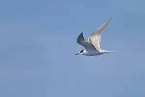 Common Tern In Flight Imprime: Common tern, Sterna hirundo