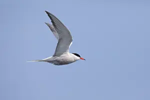 Ocean Birds In Flight Imprime: Common tern Sterna hirundo