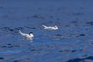 Migratory Birds Europe Imprime: Common Tern, Sterna hirundo