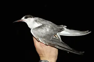 Asian Wildlife Images Imprime: Common Tern, Sterna hirundo