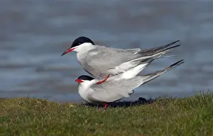 European Coastal Environment Imprime: Common Tern, Sterna hirundo