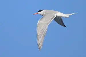 Sterna Hirundo Images Imprime: Common tern, Sterna hurundo