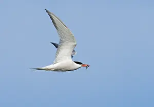 Sterna Hirundo Imprime: Common Tern;Sterna hirundo