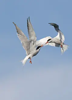 Avian Wildlife Photography Imprime: Common Tern;Sterna hirundo