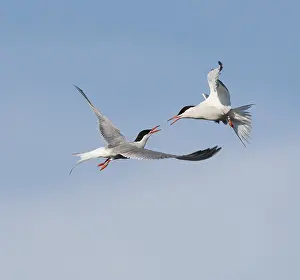Sterna Hirundo Imprime: Common Tern;Sterna hirundo