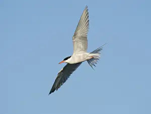 Bird Migration Patterns Europe Imprime: Common Tern;Sterna hirundo