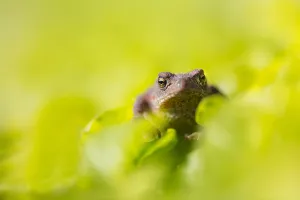 Bufo Bufo Imprime: Common Toad, Bufo bufo