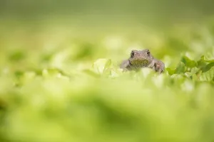 Rana Común, Bufo bufo.