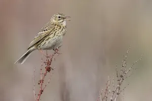 Argentina Nature Photography Imprime: Correndera Pipit, Anthus correndera