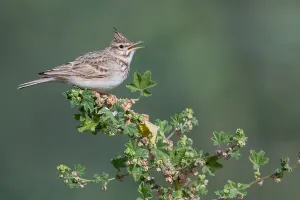 Crested Lark Imprime: Crested Lark