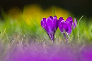 Purple Crocus Imprime: Crocus