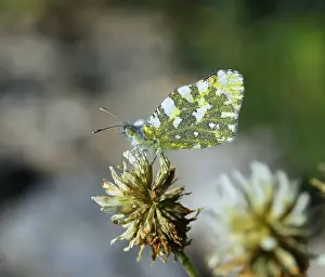 European Insect Photography Imprime: Dappled White Euchloe crameri