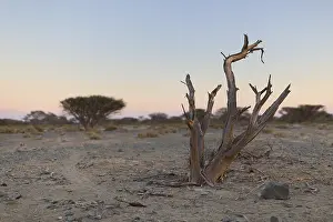 Dead Tree Landscape Imprime: Dead Tree in arid plain