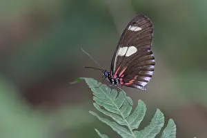 South American Butterflies Imprime: Doris Longwing (Heliconius doris)