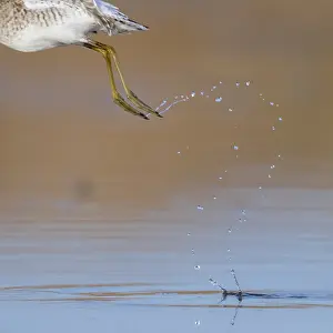 Charadriiformes Shorebirds Imprime: Droplets