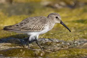 Calidris Alpina Species Imprime: Dunlin