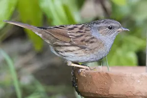 Dunnock Bird Imprime: Dunnock