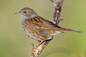 Nature Animal Photography Imprime: Dunnock
