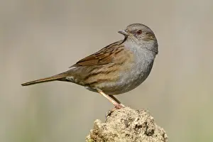 Dunnock Bird Imprime: Dunnock