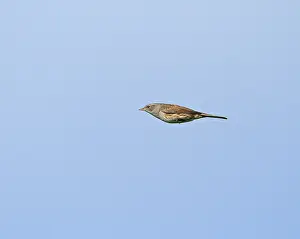 Dunnock Bird Imprime: Dunnock;Prunella modularis