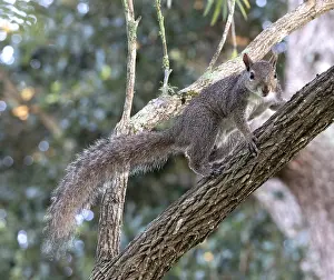 North American Mammals Imprime: Eastern gray squirrel, Sciurus carolinensis