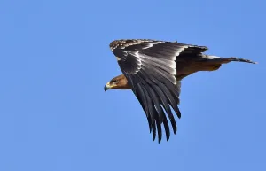 Eastern Imperial Eagle Imprime: Eastern Imperial Eagle