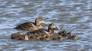 Imágenes fechadas el 1 de junio de 2013: Eider, Eider Común.